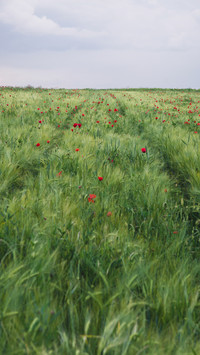 international_scenery (6)