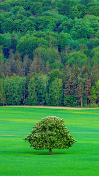 Green grass and tree