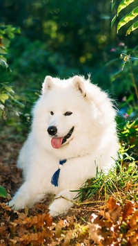 Dog373