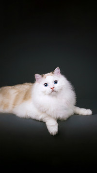 “猫式瑜伽”开课啦