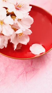 樱花飞舞