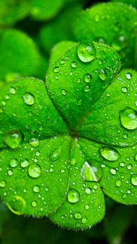 Raindrops fall on the clover