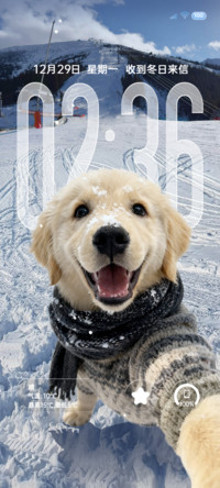 景深壁纸 雪地小狗