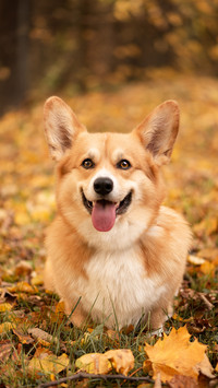 Signs of vitamin deficiency in dogs 2