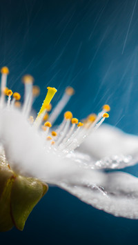 二十四节气之谷雨