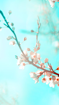 二十四节气之春分