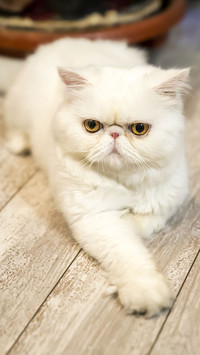 大脸加菲猫
