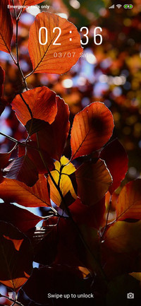 BrownLeaves_3MDP