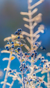 Winter plants