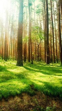 Green tree