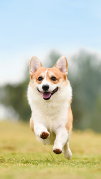 柯基犬毛发美容技巧