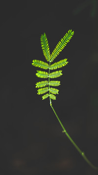 Magical Weather Broadcast in the Plant World 9