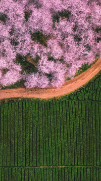 Cherry blossoms dance in the clouds