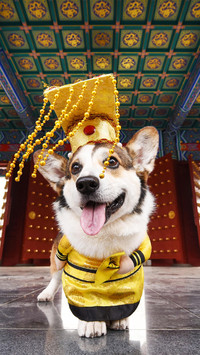 普通狗狗也有工作