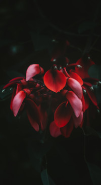 Macro Photography (26)