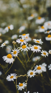 Macro Photography (15)