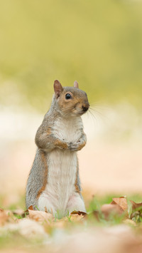 Cute gray squirrel sitting upright, autumn leaves on grass