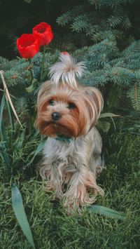 温顺可爱的约克夏犬