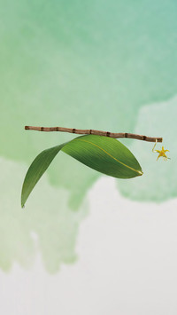 木叶动秋声