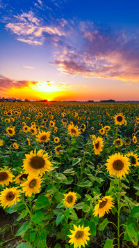 Colorful Flower Field