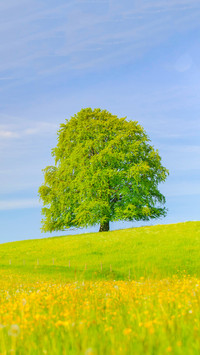 A lonely tree