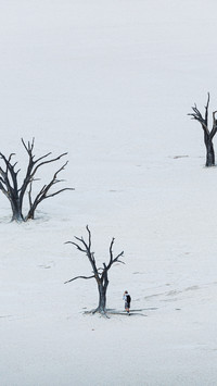 Dead acacia in the namib desert