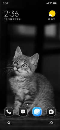 Kitten Mammal