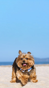 Brown pet beach funny sun happy
