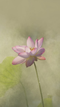 诗人眼中荷花