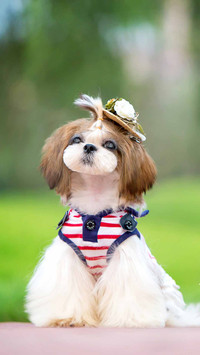 四大美狗之首 西施犬