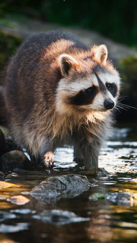 Rodent