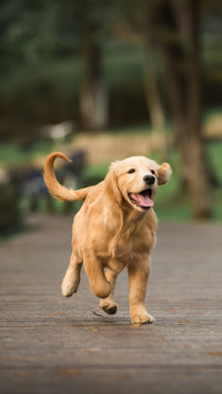 Succeed in the competition between humans and dogs 3