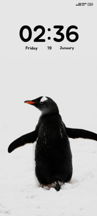 Gentoo Penguin