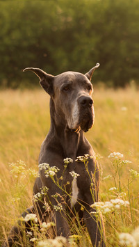 Dogs rarely seen in China 27