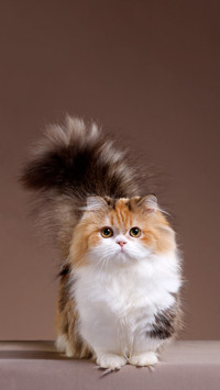 三花猫为啥几乎都是母猫