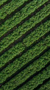 Northern hedge drone perspective