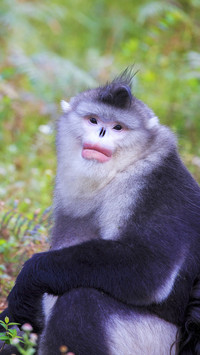 Yunnan golden monkey
