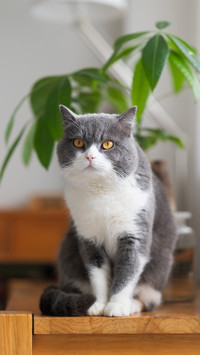 The origin and evolution of cats