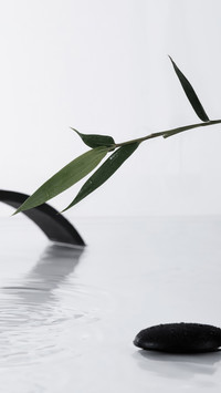 Minimalist plants