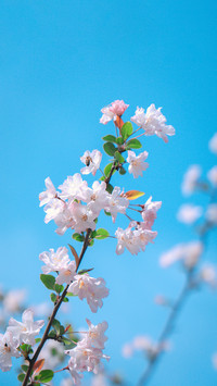 感受春日樱花的浪漫