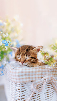 盘点养猫人的几大特征