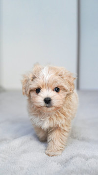 Cute brown maltipoo puppy. Maltese and poodle