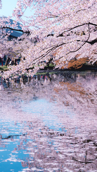 感受春日樱花的浪漫