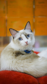 How to correct the bad habits of cats 94