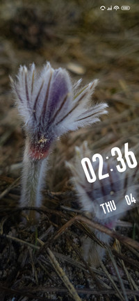 Crocus