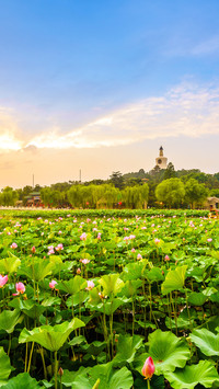 A Great Place to Enjoy Lotus in Summer 87