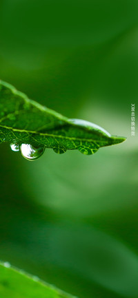 雨水节气