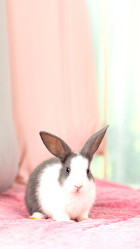 Lovely new born bunny easter rabbit relaxing in living room
