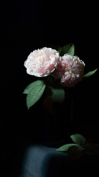 Roses Bouquet Isolated on Black Background