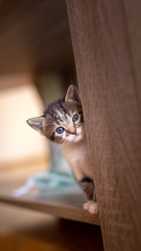 Playful baby cat exploring the world around it